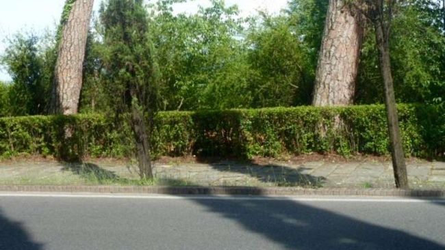 Abbattimenti in Viale dei Colli: rispettato il codice dei beni culturali e del paesaggio?