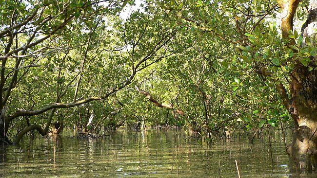 Ambiente: le foreste pluviali assorbono meno anidride carbonica