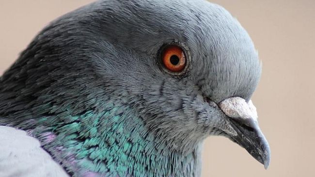 Getta piccioni morti nelle auto in transito, dopo averli decapitati