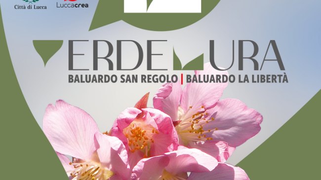 La fioritura dei ciliegi a Lucca