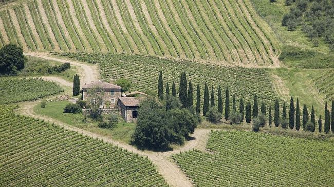 Progetto Cru: i vigneti valorizzati grazie a una viticoltura al dettaglio