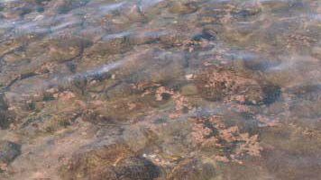 Situazione sotto controllo per la fioritura algale lungo il litorale massese