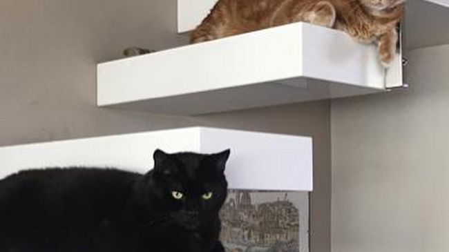 Giornata del Gatto Nero, 17 novembre