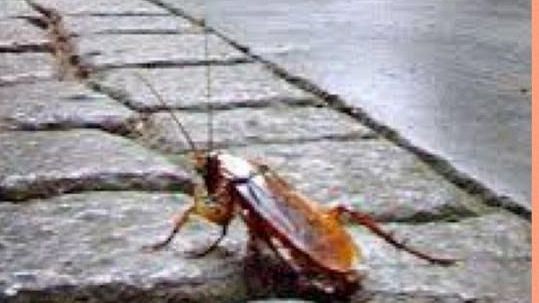 Firenze: interventi per contrastare la diffusione delle blatte