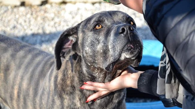 Polizia: campagna contro l'abbandono dei cani nel periodo delle ferie