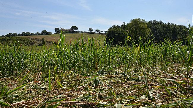 Agricoltura Toscana, aziende e lavoratori con l'incubo ungulati