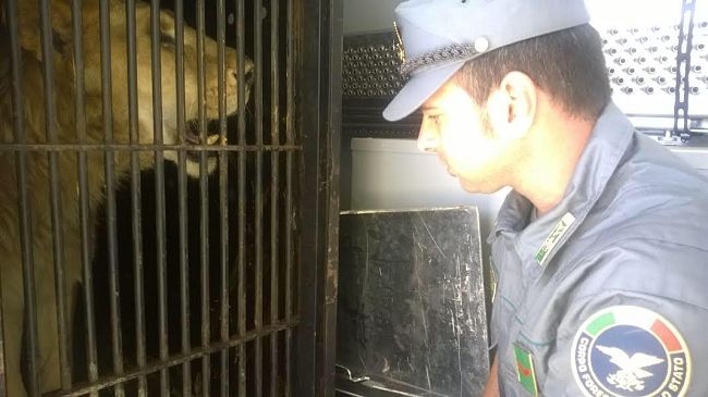 Tigre e leone sequestrati da circo arrivano in Toscana
