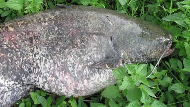 Arno, il fiume di Firenze abitato da pesci siluro