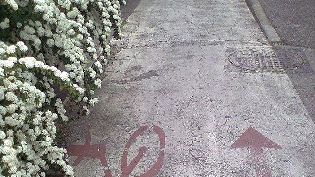 Pista ciclabile: in via Erbosa è in fiore