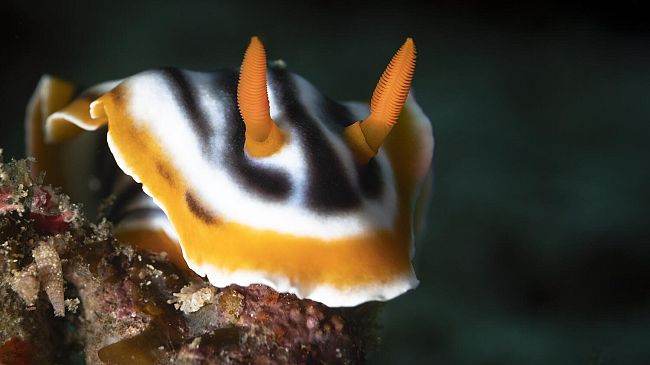 Verso la tropicalizzazione del Mediterraneo