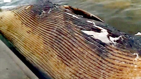 Carcassa di balenottera a Livorno 