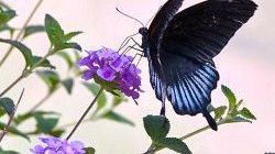 Farfalle: a Firenze una Butterfly House con centinaia di esemplari rari