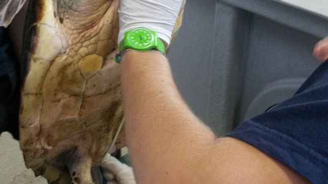 Acquario di Livorno: la tartaruga Caretta caretta ritrovata al largo Isola di Capraia il 22 agosto