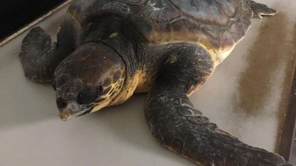 Tartaruga spiaggiata: segnalata da un cittadino a Catagneto Carducci