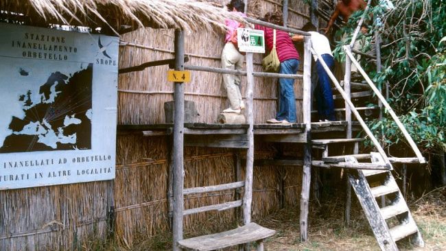 YAC-WWF: un concorso di idee per l'Oasi di Orbetello