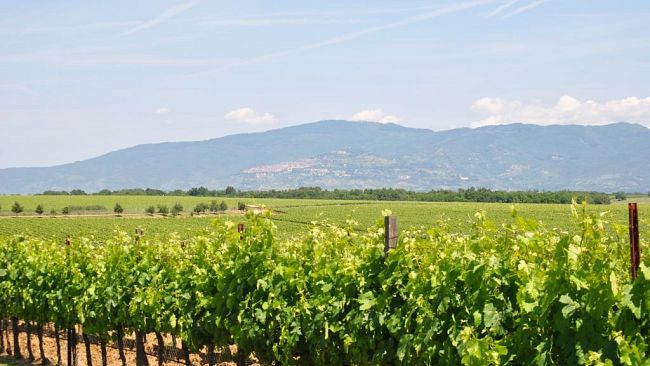 Vendemmia 2015: la raccolta più in anticipo degli ultimi 20 anni