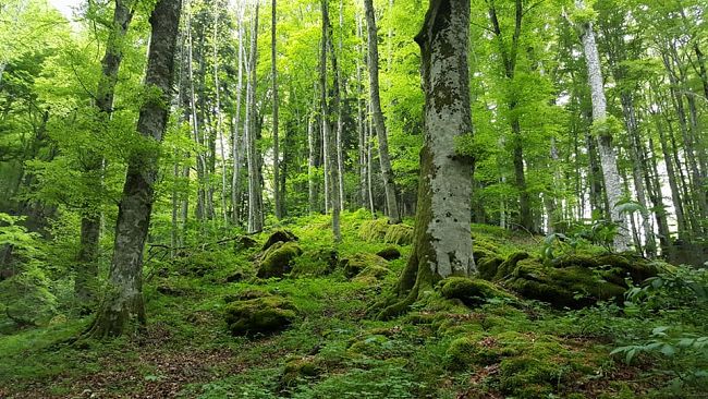 Il clima di Firenze? Tra 50 anni sarà come quello di Tripoli