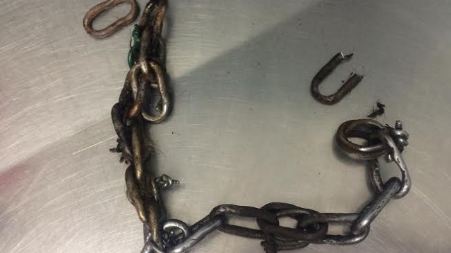 In Toscana proibito tenere cani alla catena