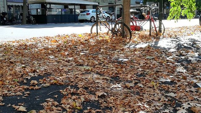 Firenze, Autunno in agosto: foglie morte e tombini ostruiti