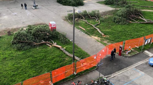 Abbattuti (tra le polemiche) alcuni pini di piazza della Vittoria