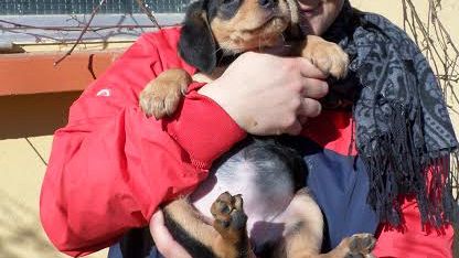 'Casa della salute animale con nuovi servizi'