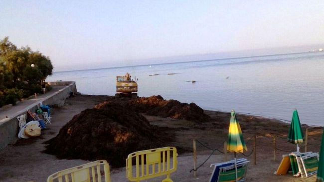 Livorno: rimozione della posidonia dalle spiagge cittadine
