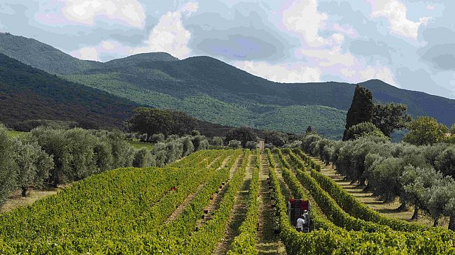 Vino: esce Le Volte dell'Ornellaia 2019