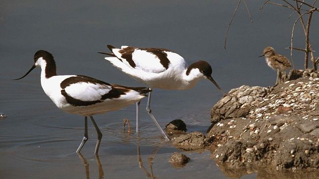 WWF: domenica 20 maggio (dalle ore 10:00) la Festa delle Oasi