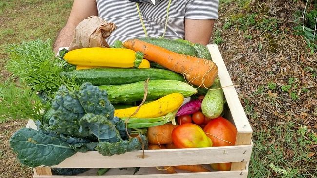 Verdure solidali a OrtoMangione, orto collettivo di Siena