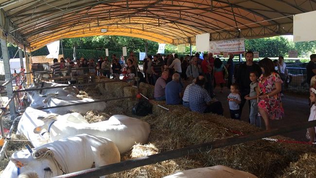 Antella, torna l'Antica Fiera contadina: la fattoria a cielo aperto