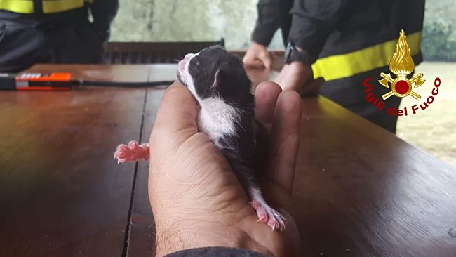 Monte Serra, gattini salvati ai margini dell'incendio