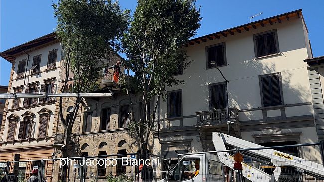 Tramvia, taglio alberi in viale Giannotti: le foto di oggi