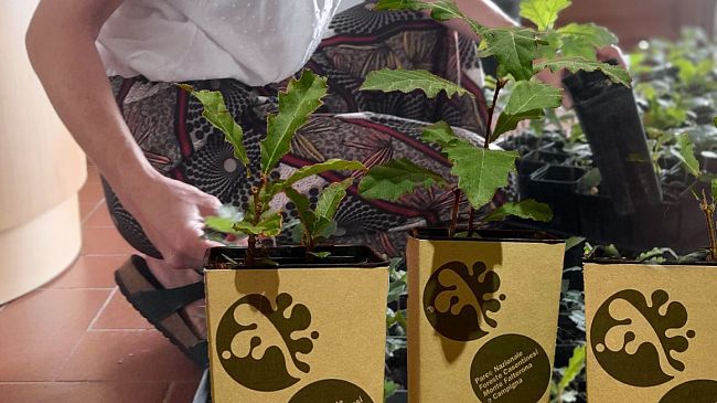 Foreste Casentinesi: piccole querce in vendita per forestazione urbana