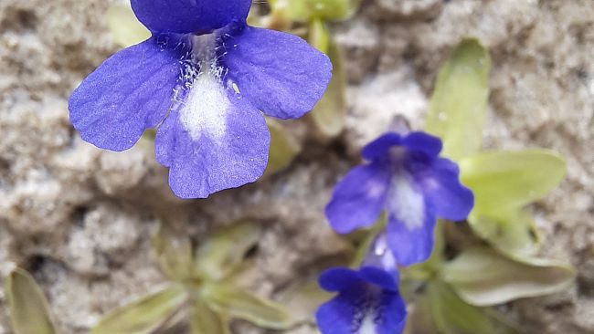 Sono 62 in Toscana le piante a rischio estinzione