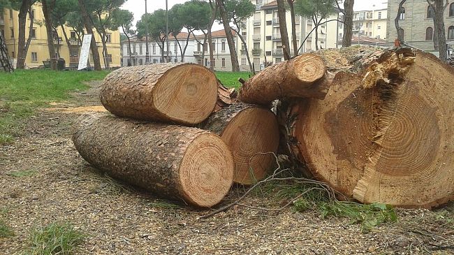 Abbattimento di alberi in un parco condominiale