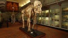 Elefante di Linneo scoperto al Museo di Storia Naturale di Firenze