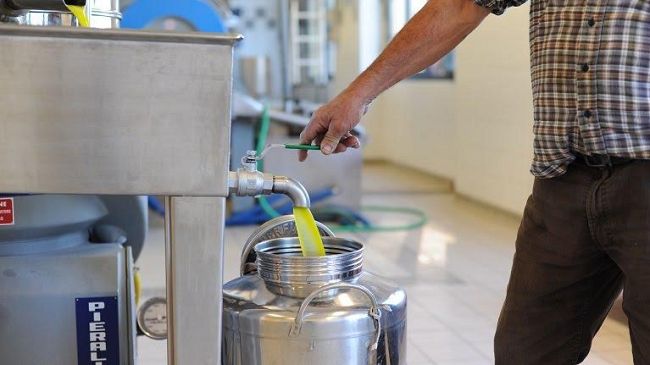 Festa dell'olio nuovo al Frantoio di Cerbaia – Ingresso e attività gratuite