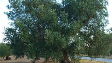 xylella-approvato-piano-per-difendere-le-nostre-colture