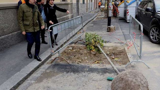 Alberi a Firenze: 5 anni di investimenti sul patrimonio verde