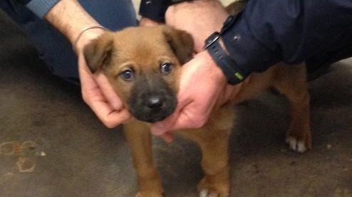 Santa Maria Novella, cucciolo preso a calci in attesa di adozione