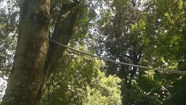 Altro albero caduto alle Cascine