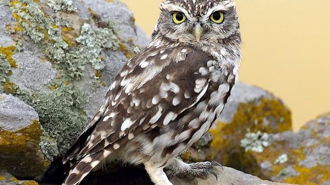 Padule di Fucecchio: la 