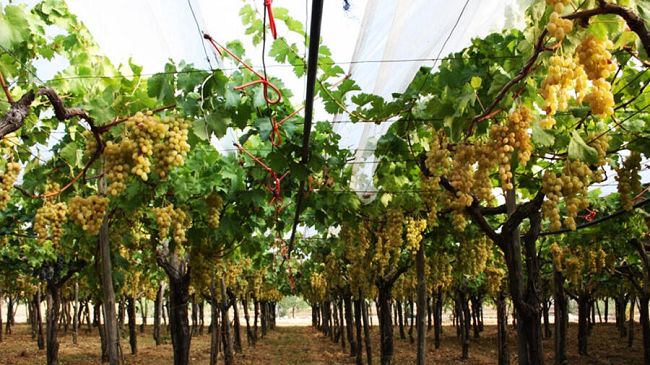 Italia superpotenza dell’uva e del vino