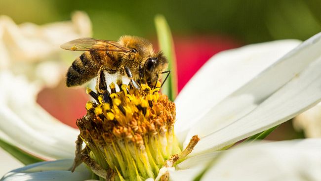 Giornata mondiale delle api: eventi e iniziative a Lastra a Signa