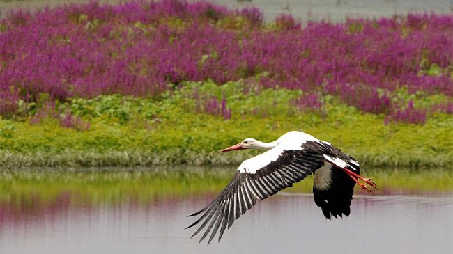 Padule di Fucecchio, liberata la cicogna bianca - Foto -