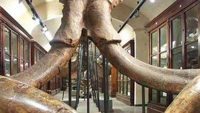 Prossima la riapertura del Museo Paleontologico di Montevarchi