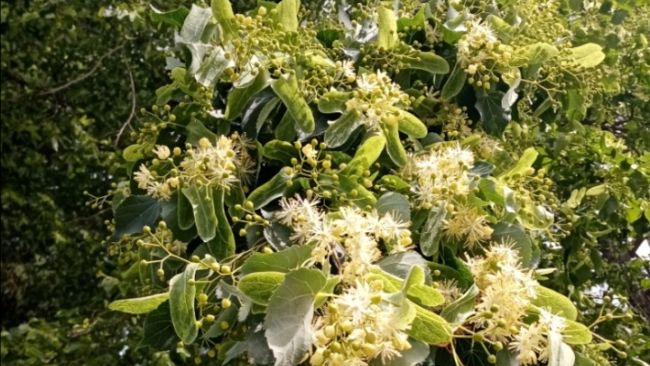 Il profumo dei fiori di tiglio, l'albero dell'amore