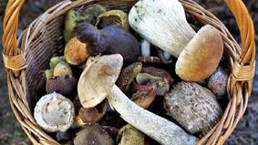 Raccolta funghi: agevolazioni per i residenti nei territori montani