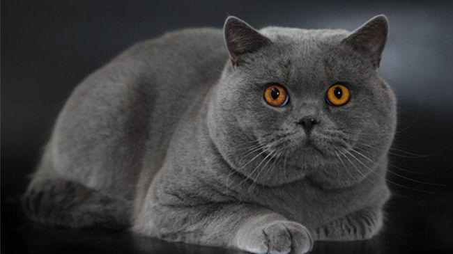 “Un gatto per amico”: 5.000 gli ingressi nel weekend