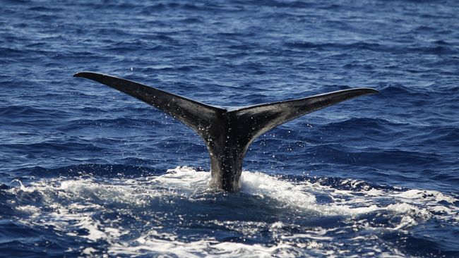 Arte ed ecologia: all’Orto Botanico un capodoglio di tetrapak lancia l’allarme sull’inquinamento